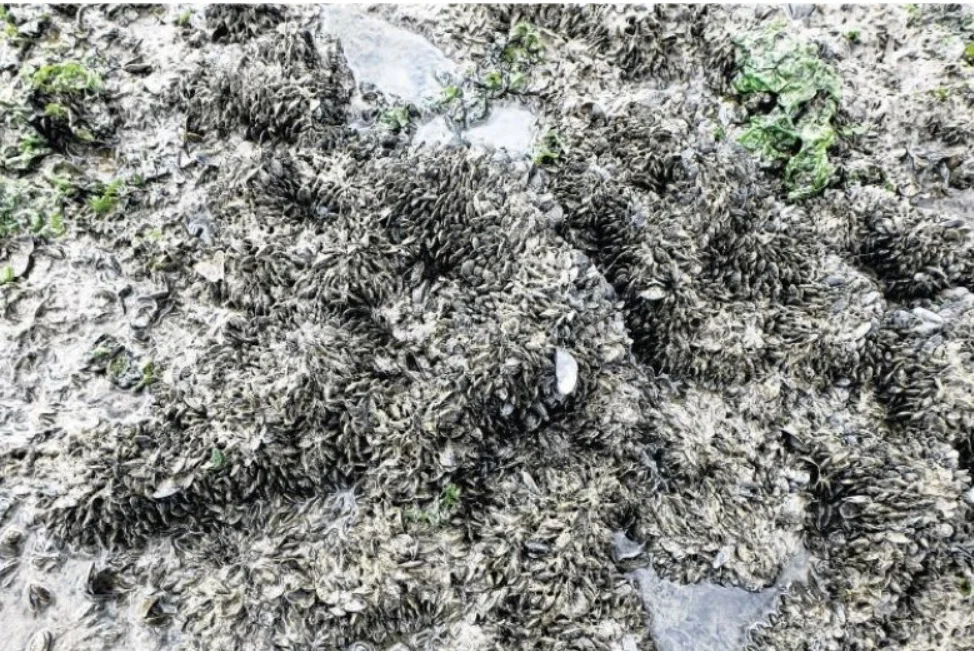 Invasive American brackish-water mussels have been carpeting Kranji mudflats.