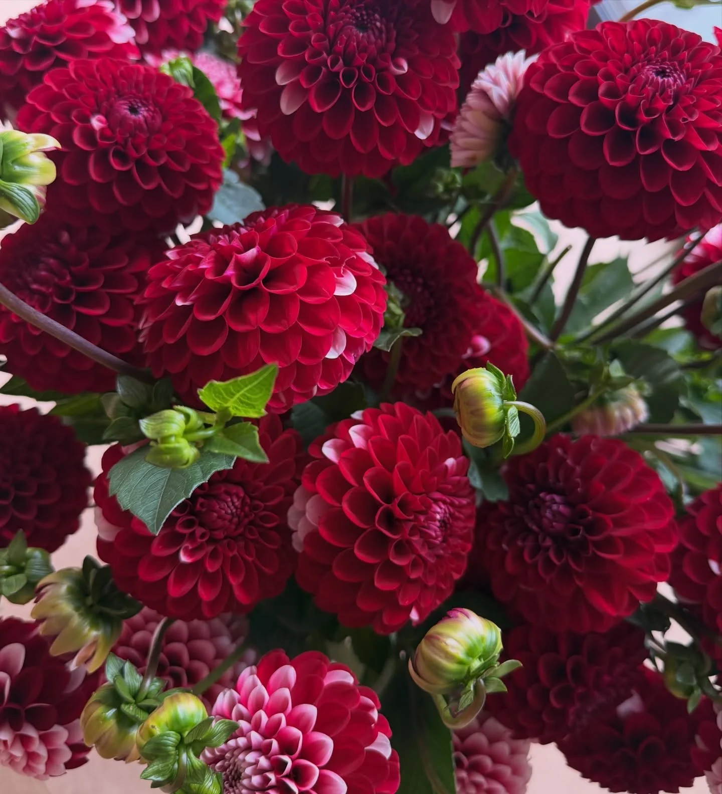 Can't get enough of these dahlias and working with them, @florelieseasonalflowers you are a magician. 🪄
Taking orders.