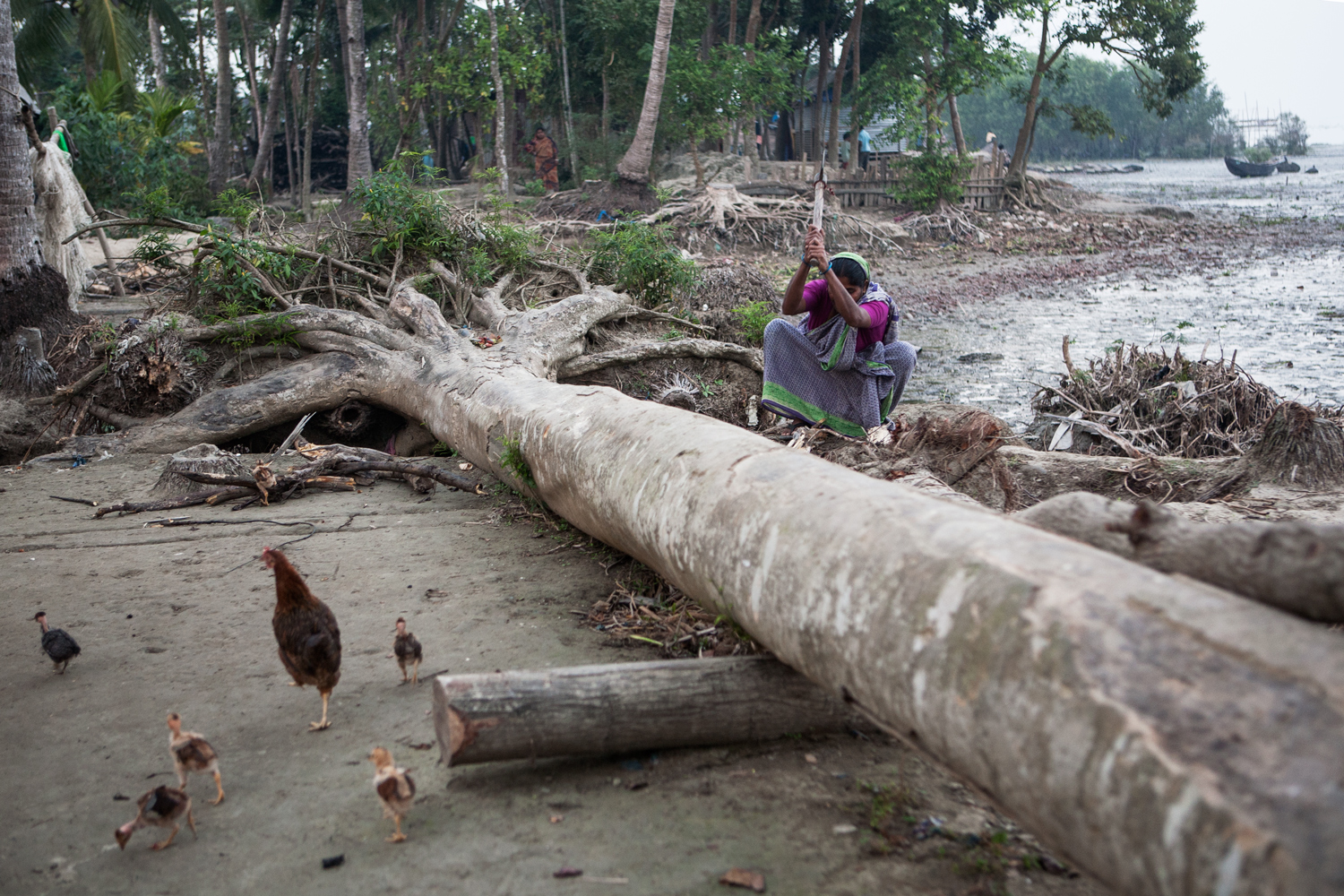 Everywhere trees are lying as a result of massive weather changes