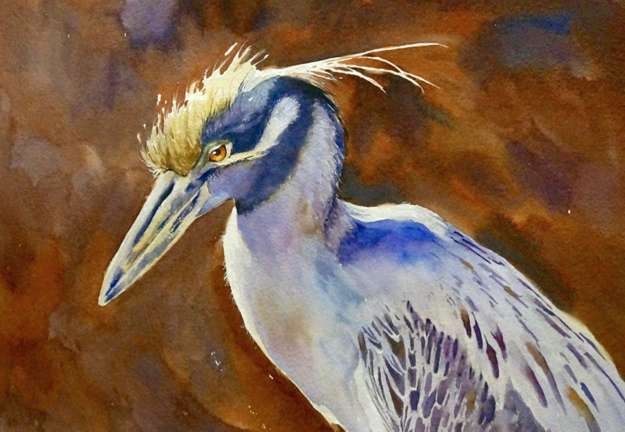 "Yellow Crowned Night Heron"