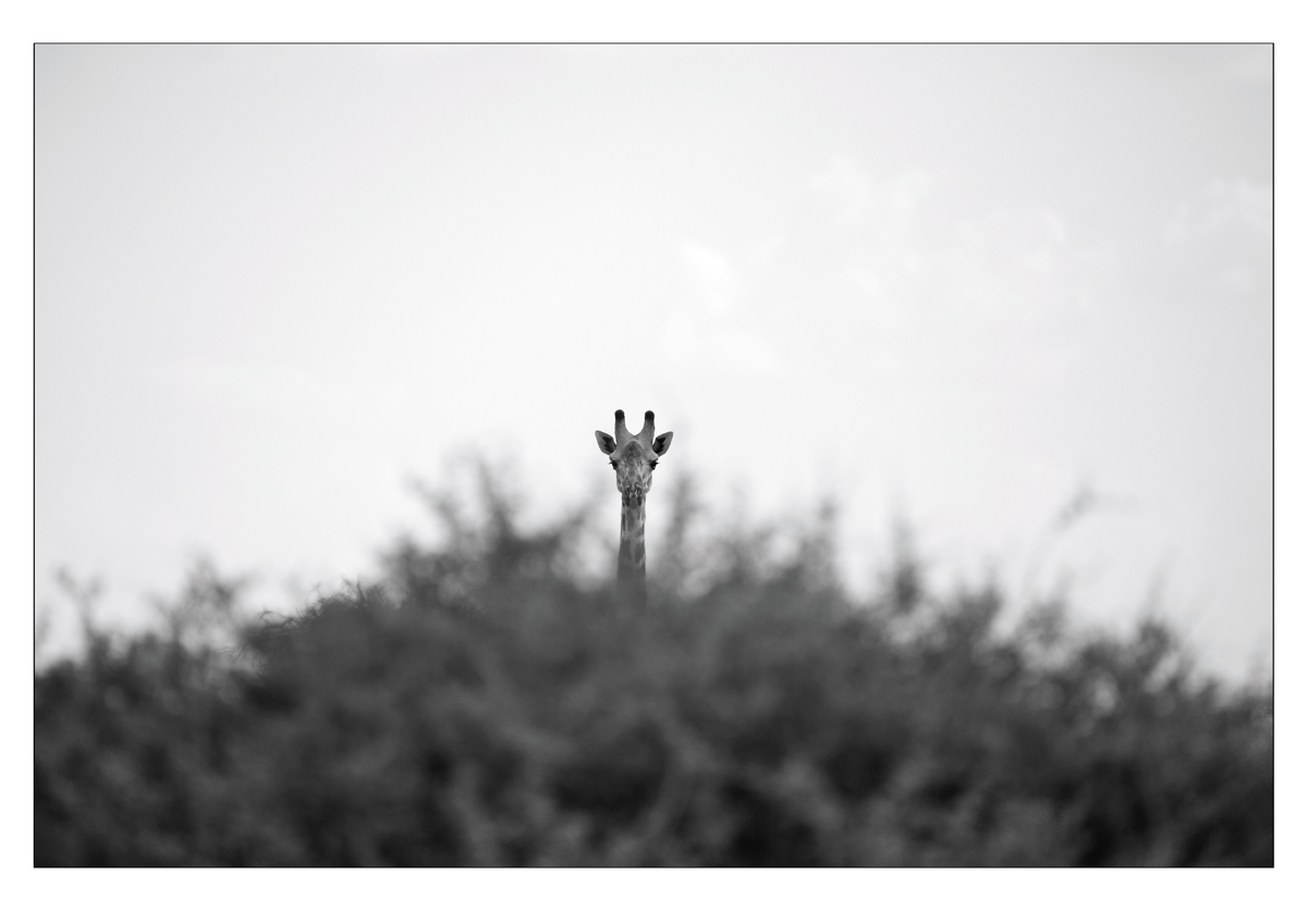 Giraffe_Serengeti.jpg