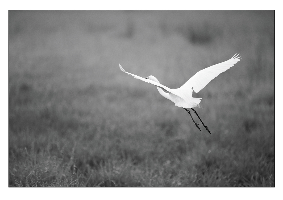 Take Flight_Male Egret.jpg