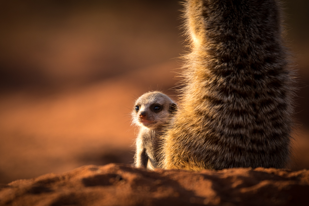 Meerkats-3.jpg