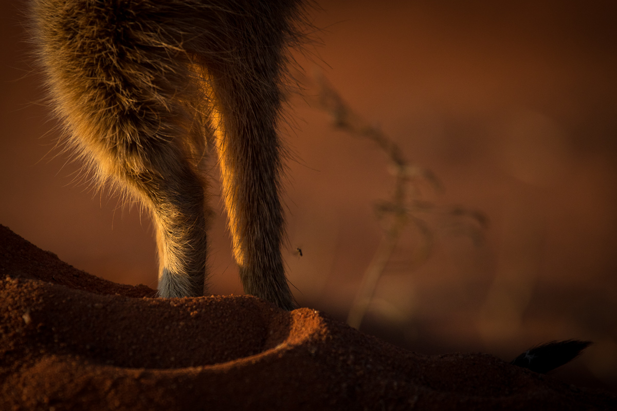 Meerkats-2.jpg
