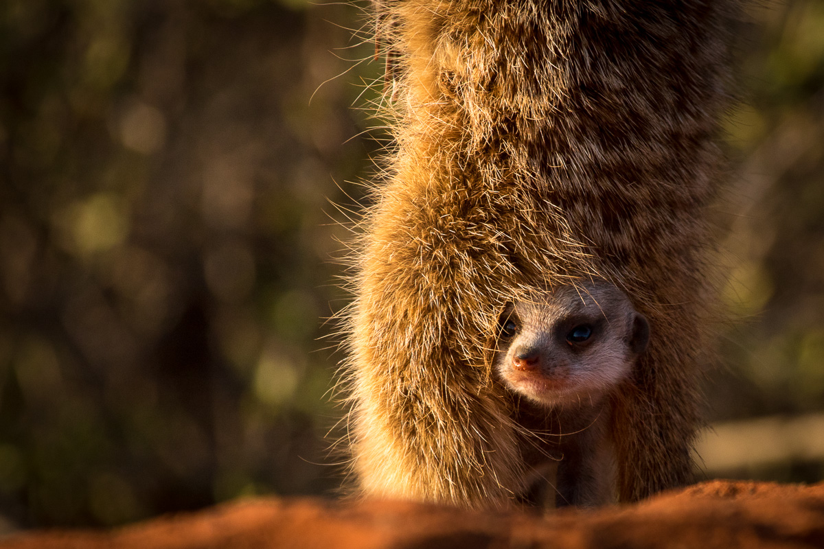 Meerkats-4.jpg