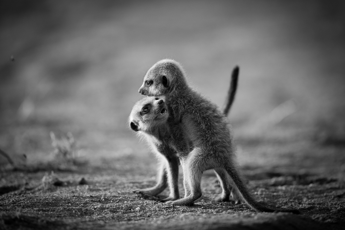 Meerkats-6.jpg