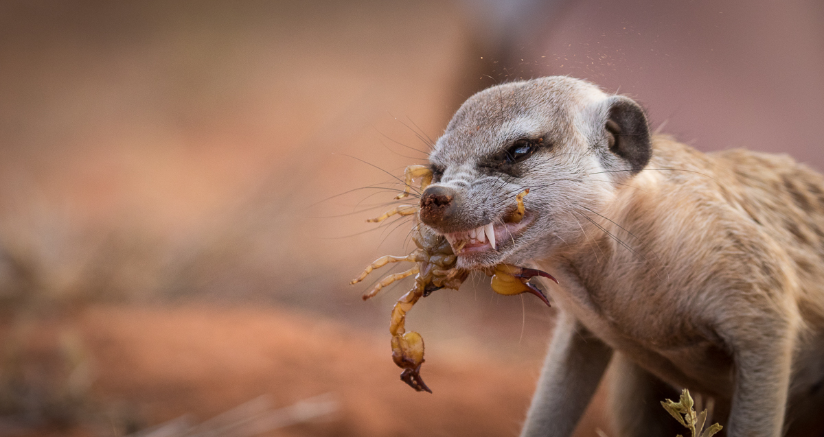 Meerkats-7.jpg