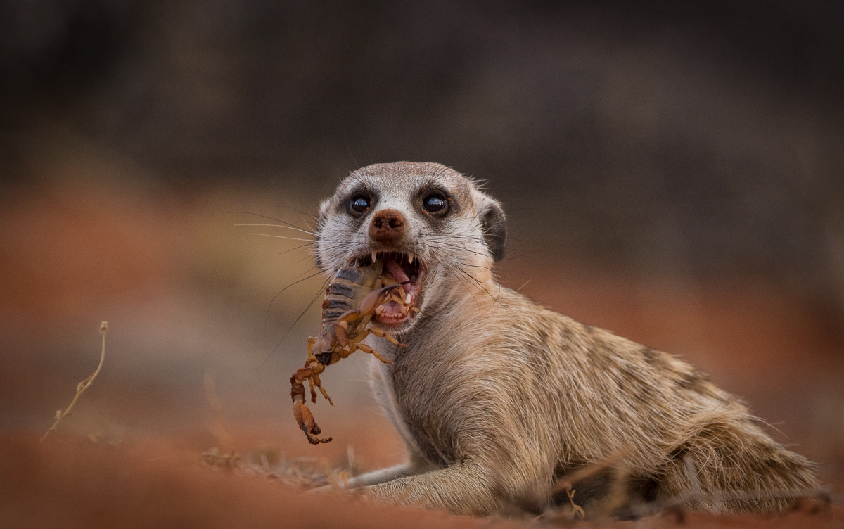 Meerkats-8.jpg