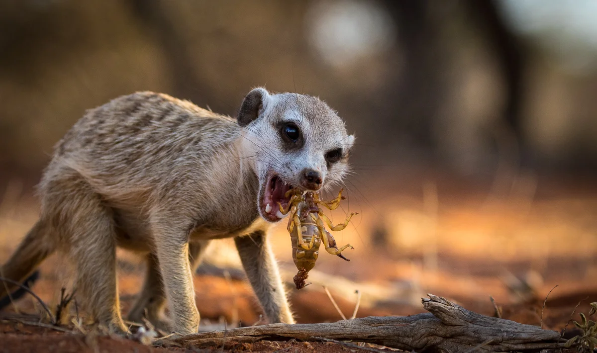 Meerkats-10.jpg