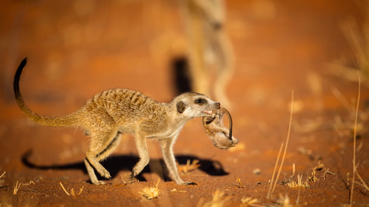 Meerkats-11.jpg