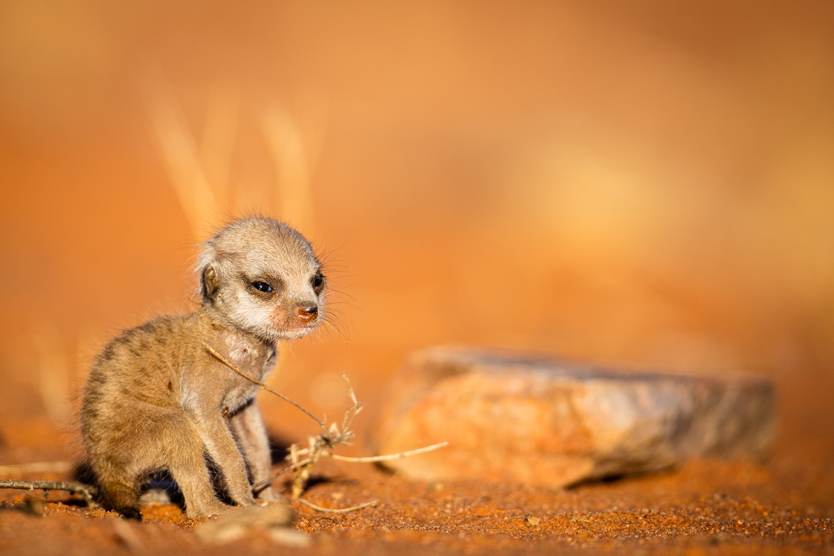 Meerkats-12.jpg