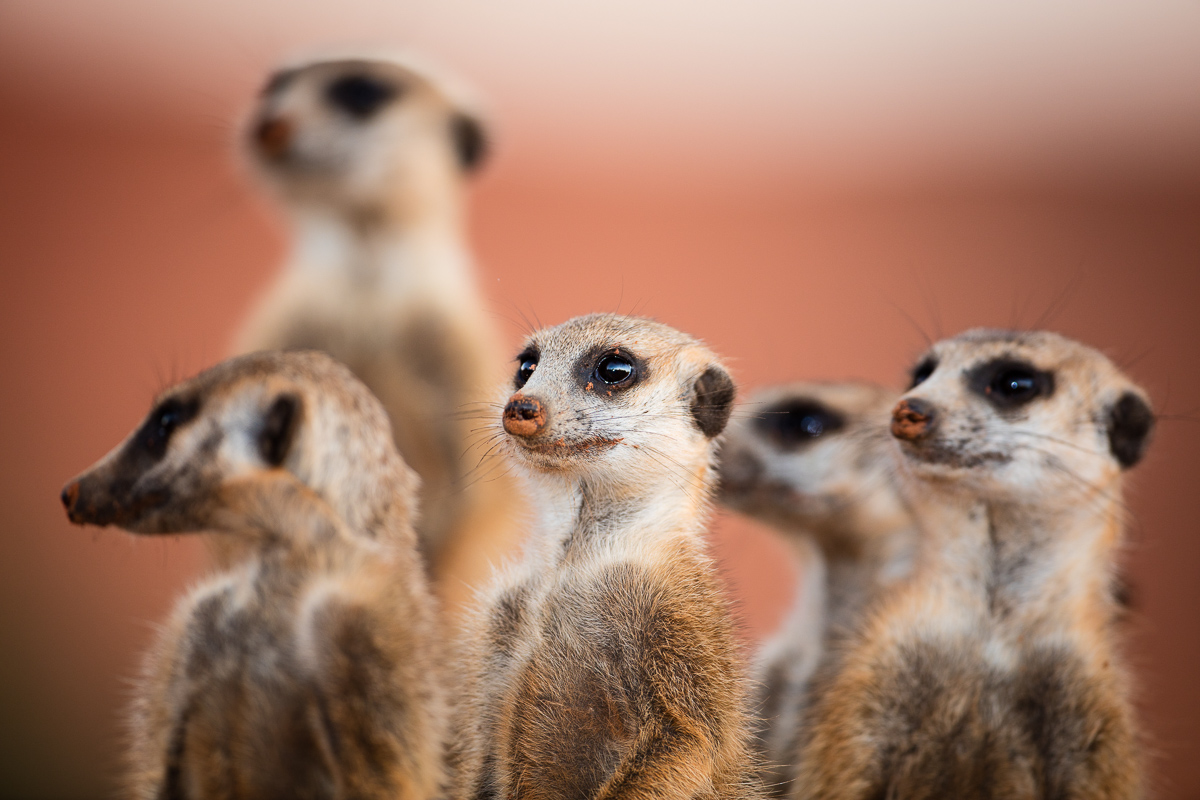 Meerkats-15.jpg