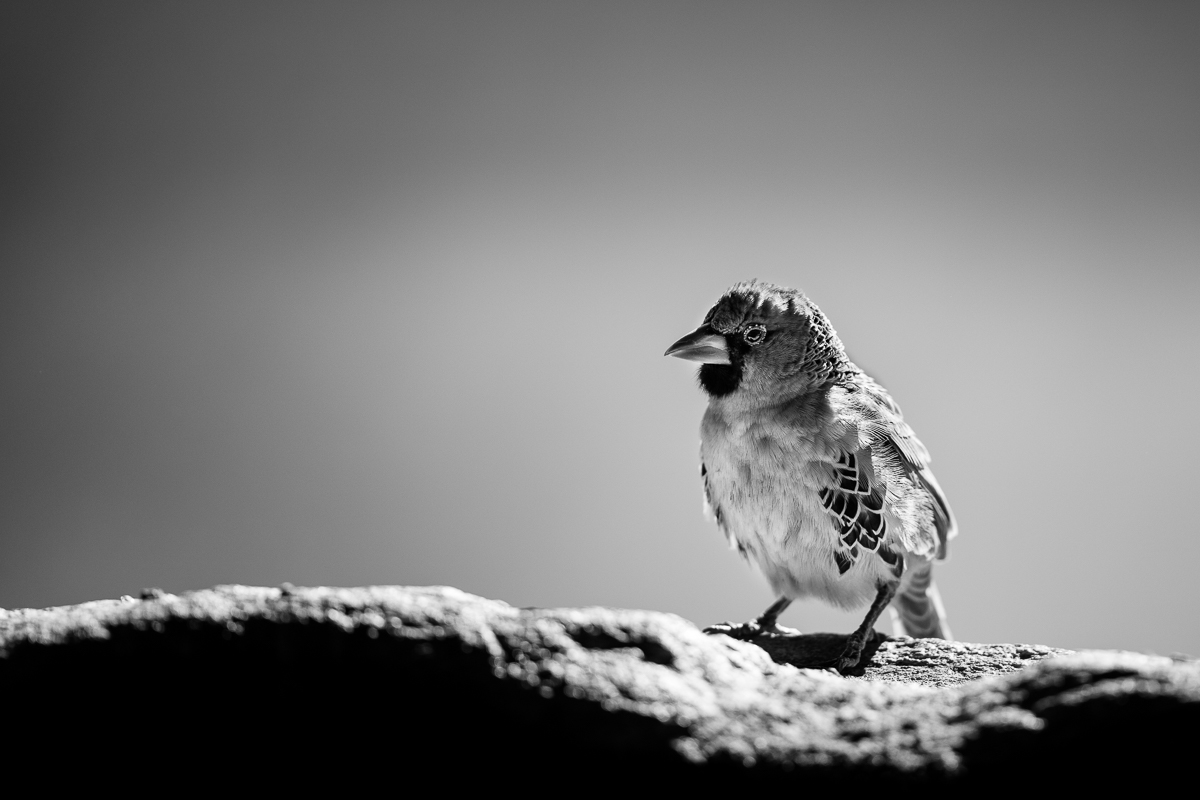 Small-3.jpg