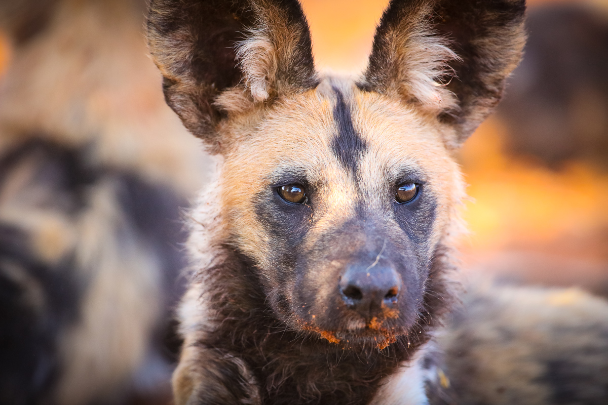 Dogs-3.jpg