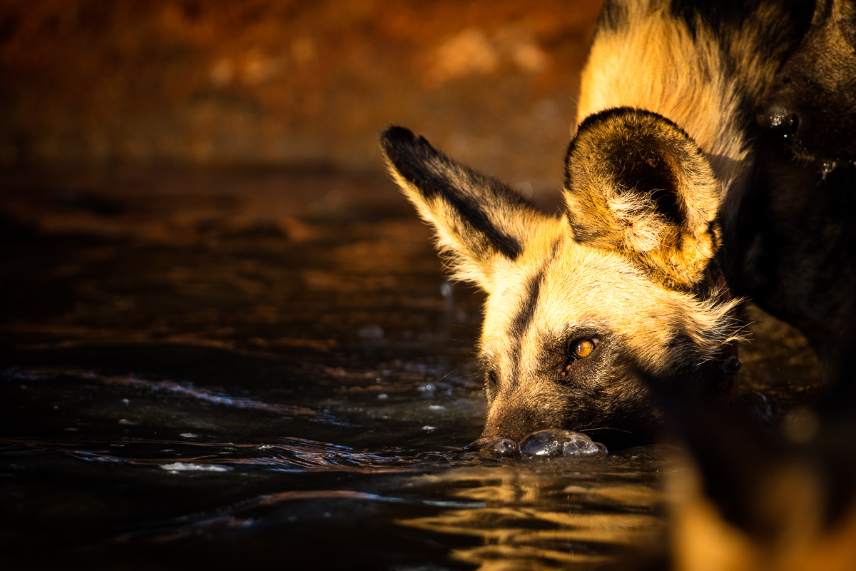 Dogs-5.jpg