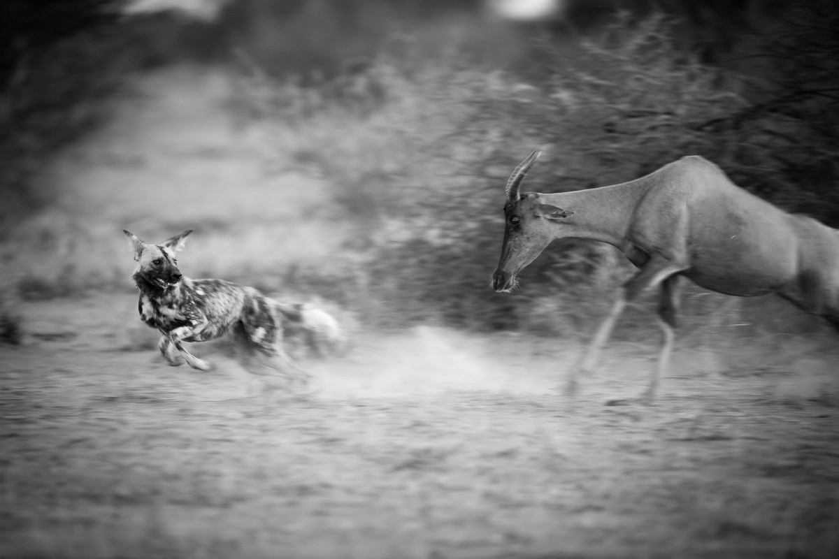 Dogs-6.jpg