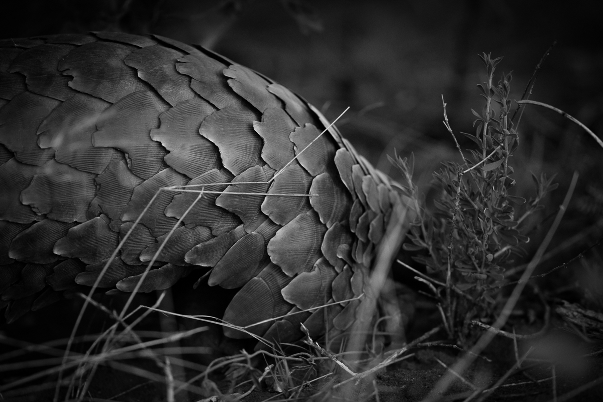Ants-8.jpg