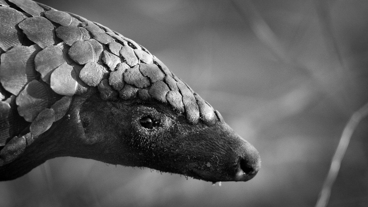 Ants-12.jpg