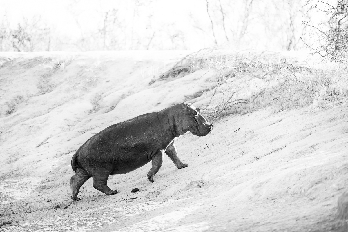 _MG_2979.jpg