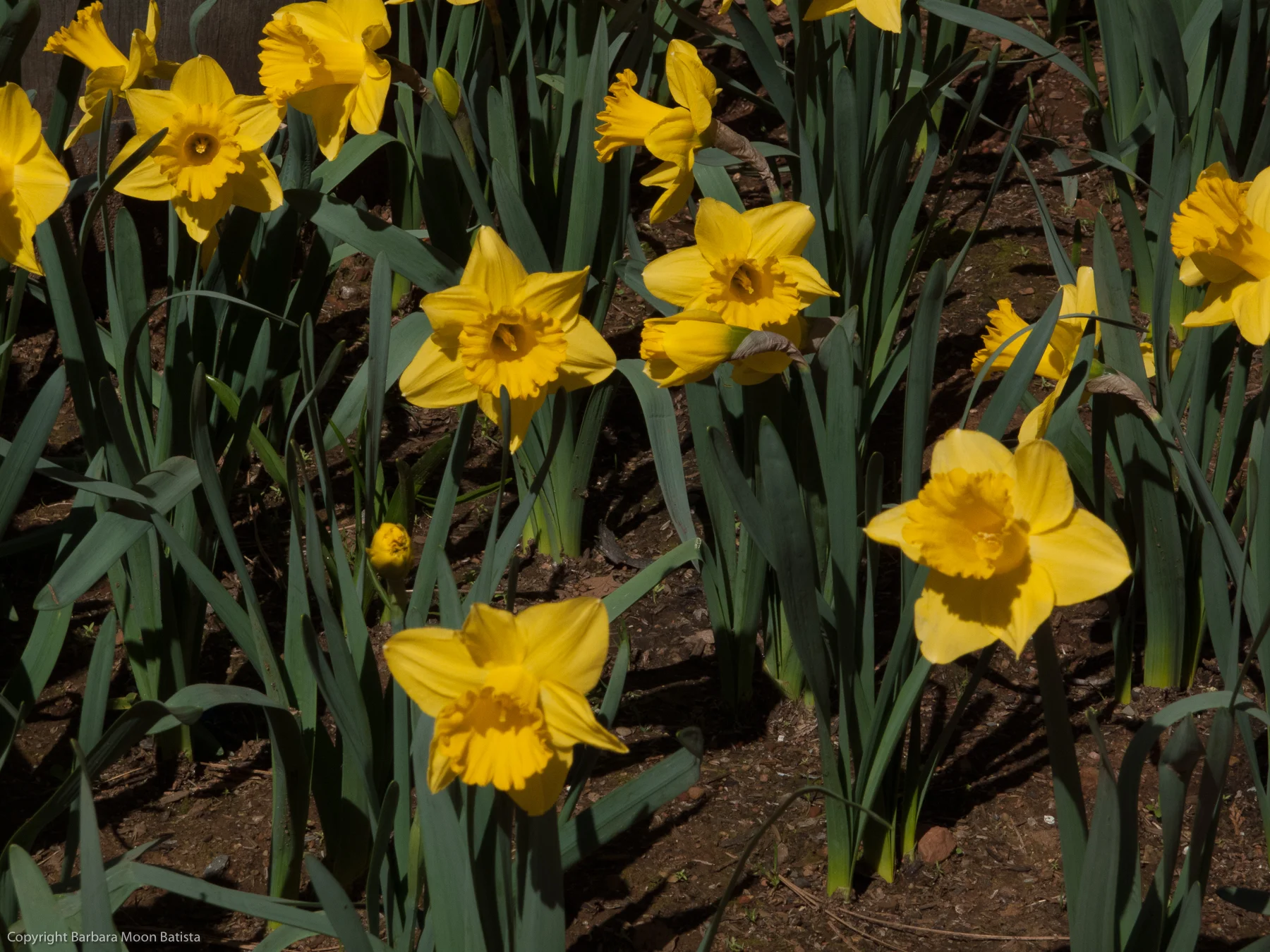 Daffodil Hill, © 2011 Barbara Moon Batista