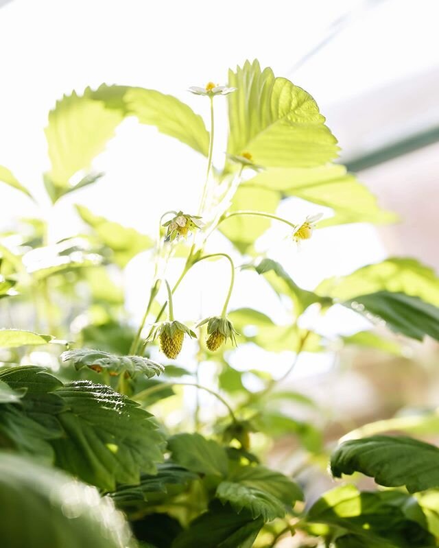 This is how my strawberry plant from Dollarama is doing! I have close to 20 little strawberries growing and I can&rsquo;t wait to eat them! How are yours doing? 🍓
.
.
.
#dollarama #dollaramafinds #ilovedollarama #thedollarstoregirl #dollarstoregirl 