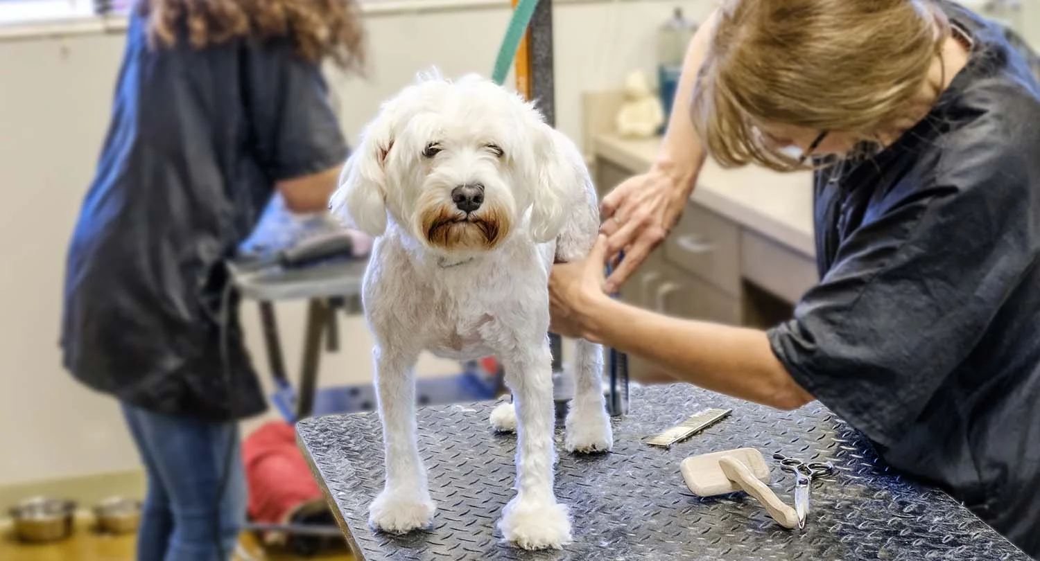 Full Groom — Fancy Fur