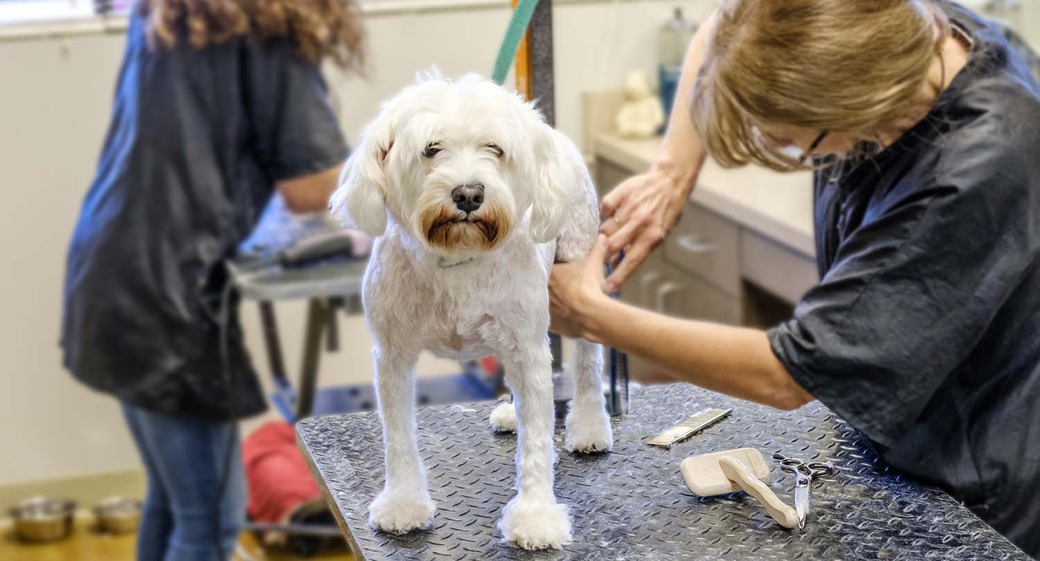 Fancy Fur Pet Spa and Grooming.jpg