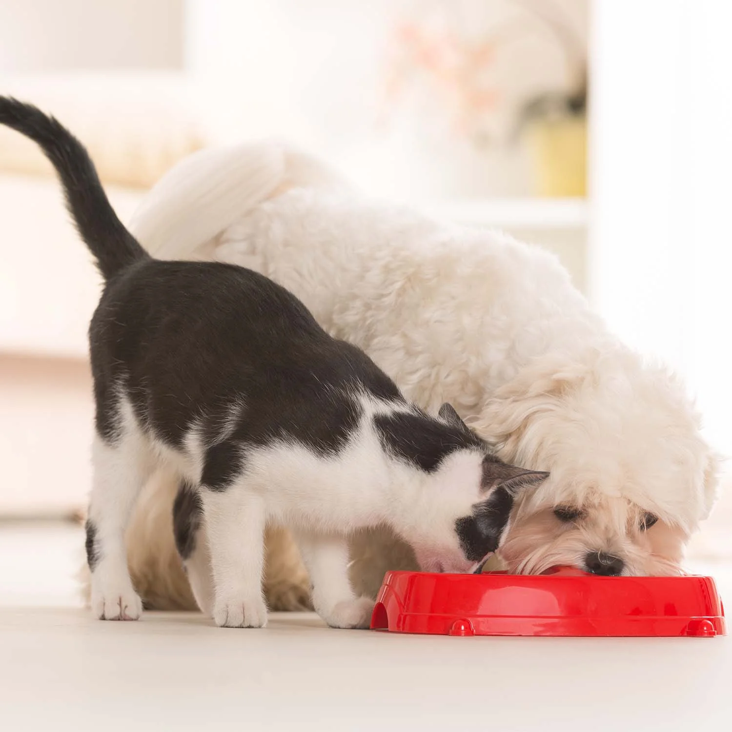 the family pet boutique