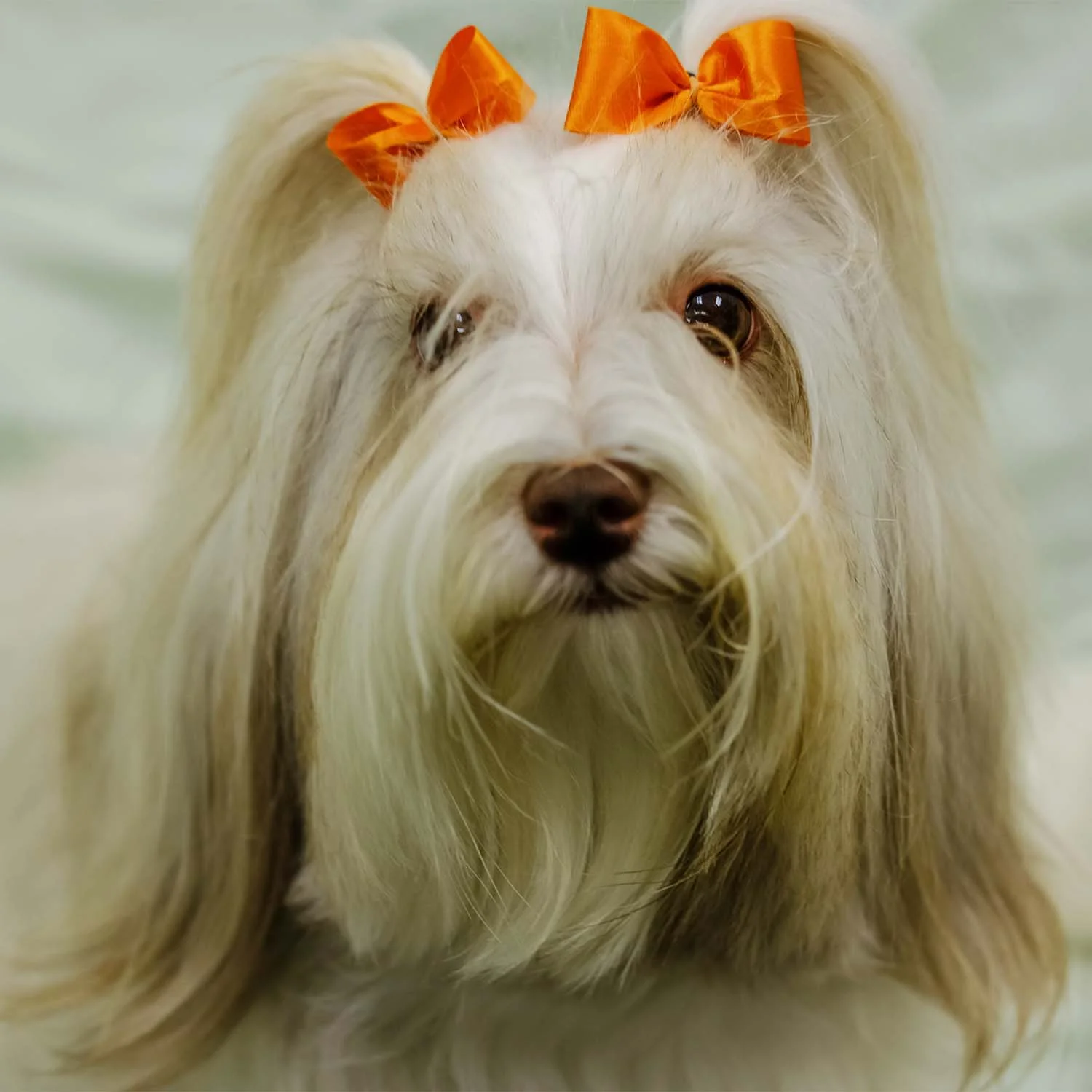 Round out your dog's look with our wide selection of hair bows.