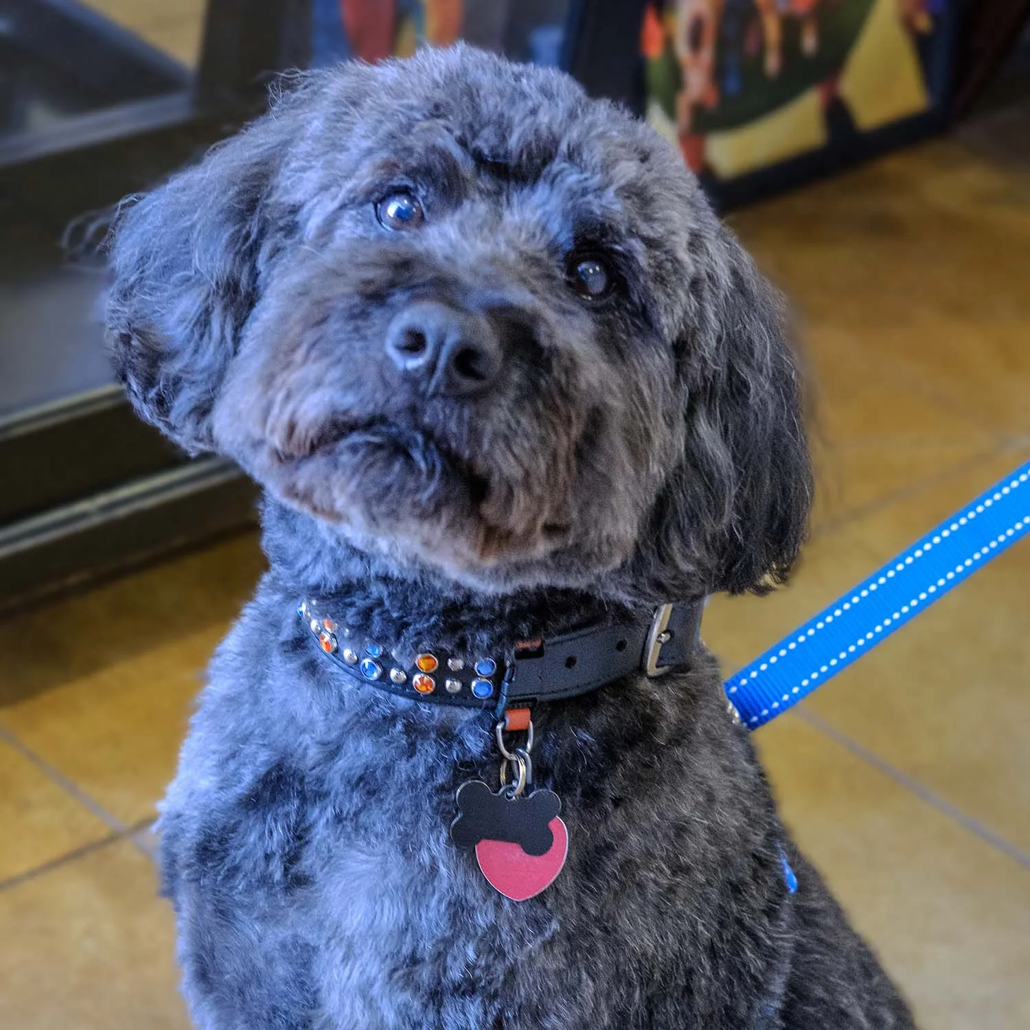 All dogs need a collar and leash. At Fancy Fur, we have a wide selection of both. Our offerings include patterned cloth collars from Elmo's Closet, as well as premium, custom-created Austrian crystal pet collars. 