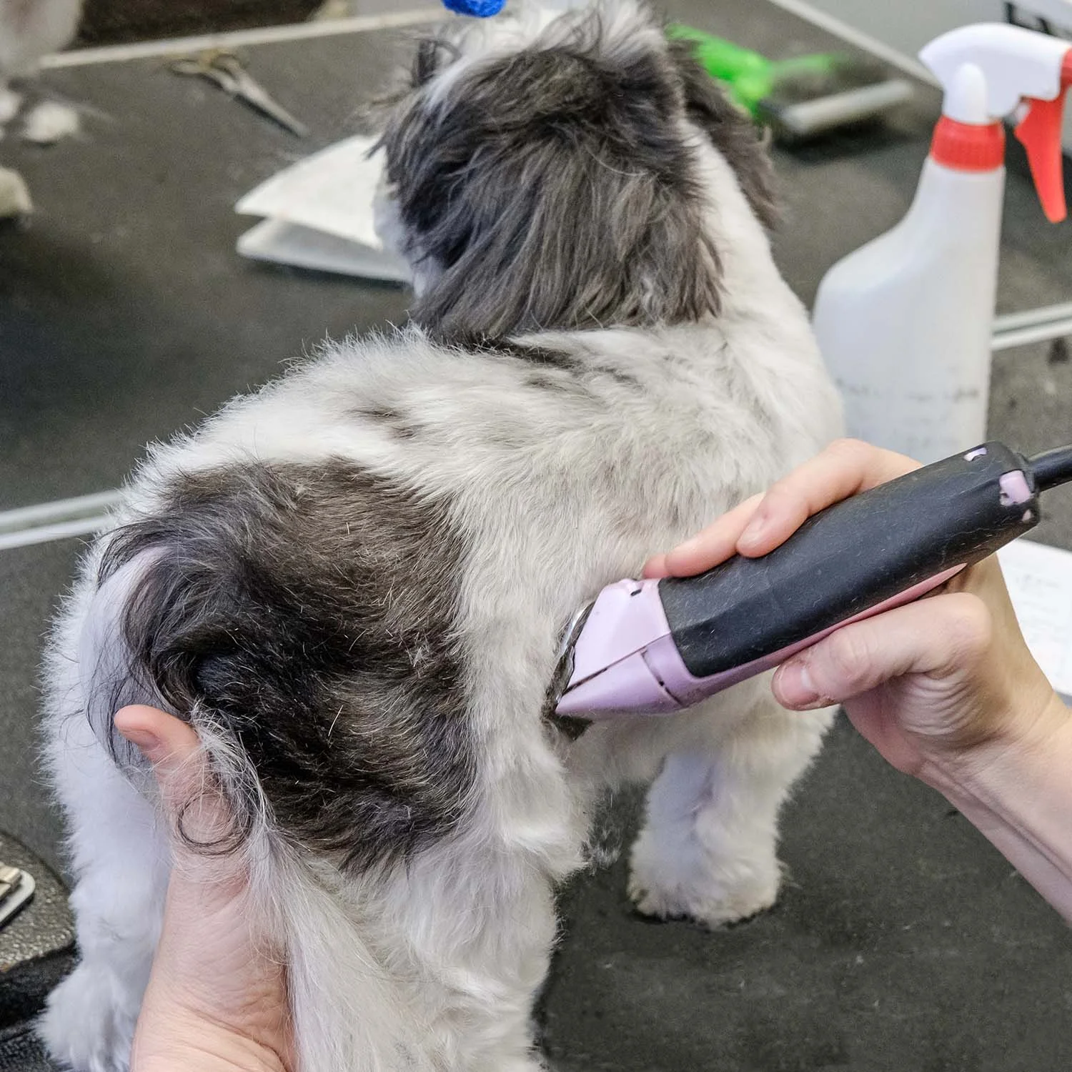 Keep your dog looking and smelling good with a full groom from Fancy Fur.