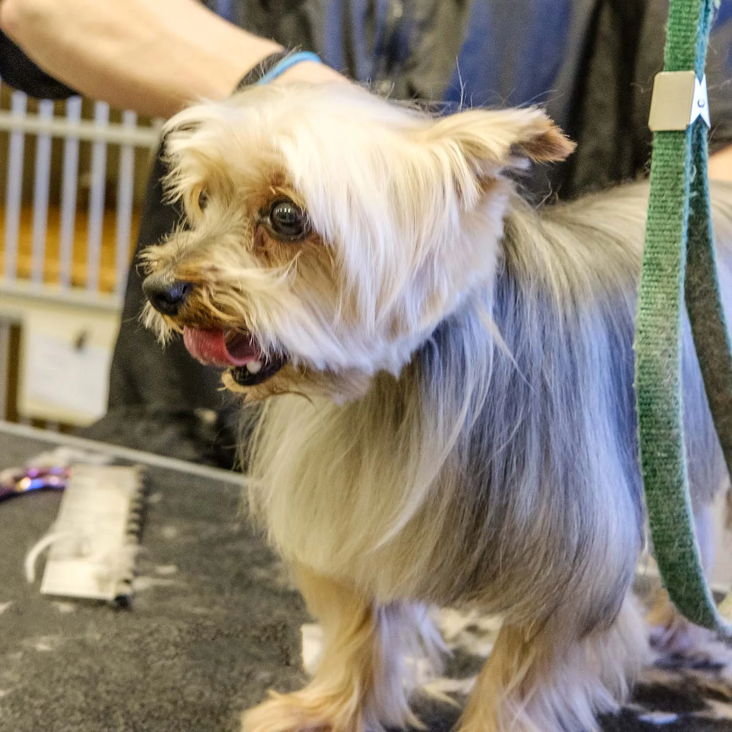 Keep your dog looking and smelling good with a mini groom from Fancy Fur. 