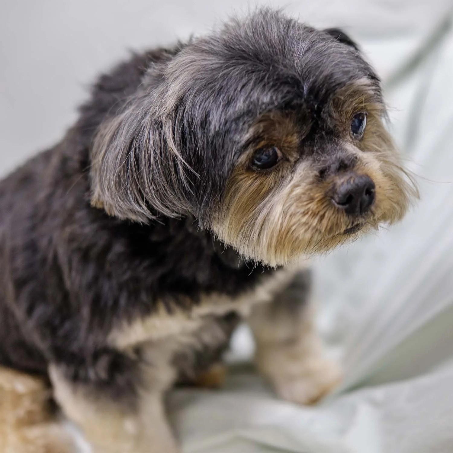 With our puppy program, your puppy will learn our grooming process so that they love coming to the salon when they get older.