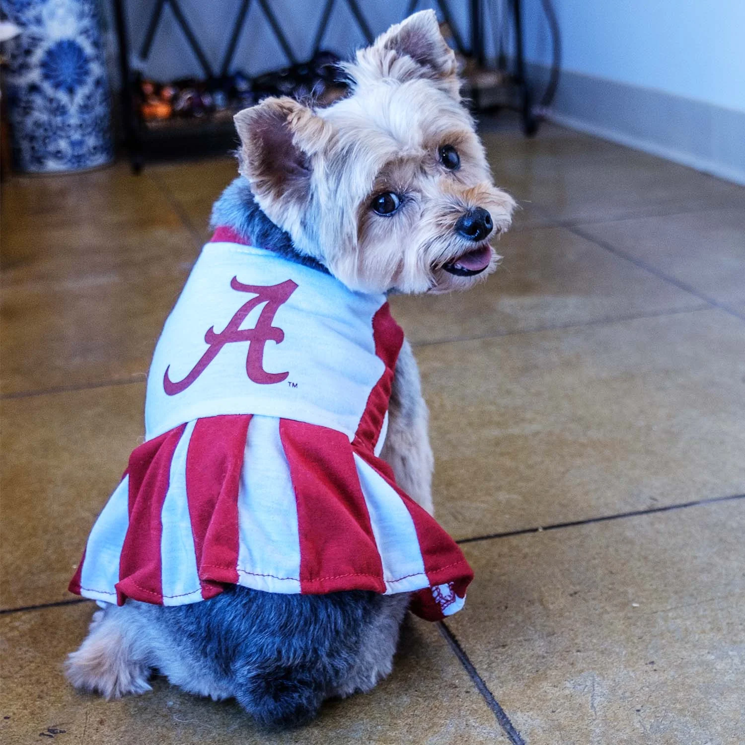 collegiate dog apparel