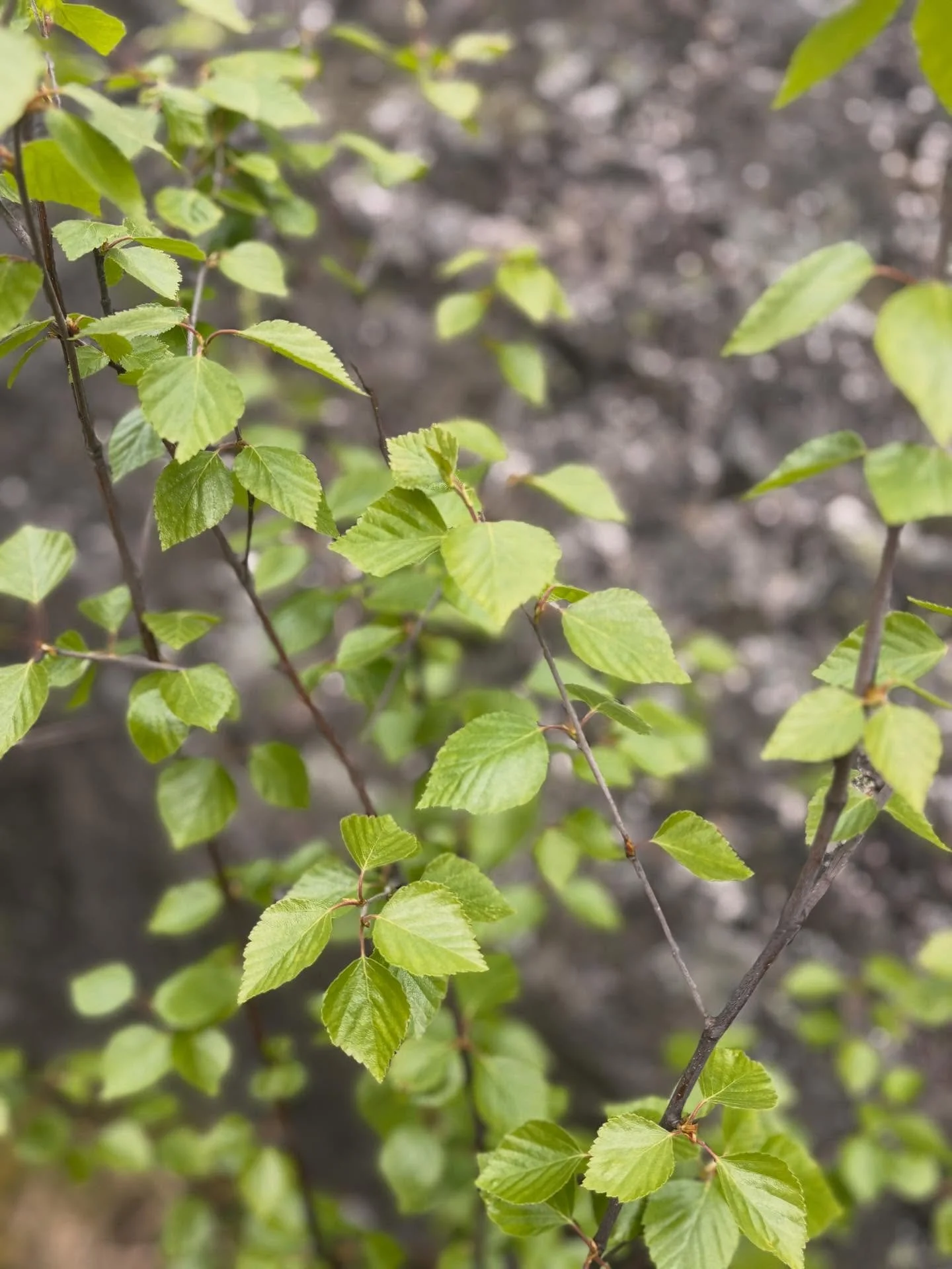 L Y D B A D 
~ fredag 8. Mai 🌱kl 20.00 

Velkommen til ein nydeleg v&aring;rkveld i Bl&aring;fjellshallen, der alle kan bli med og oppleve Bj&oslash;rn L&oslash;ken sine fantastiske lydbad. 
Med eit imponerande sett av gonger og krystallinstrument, 