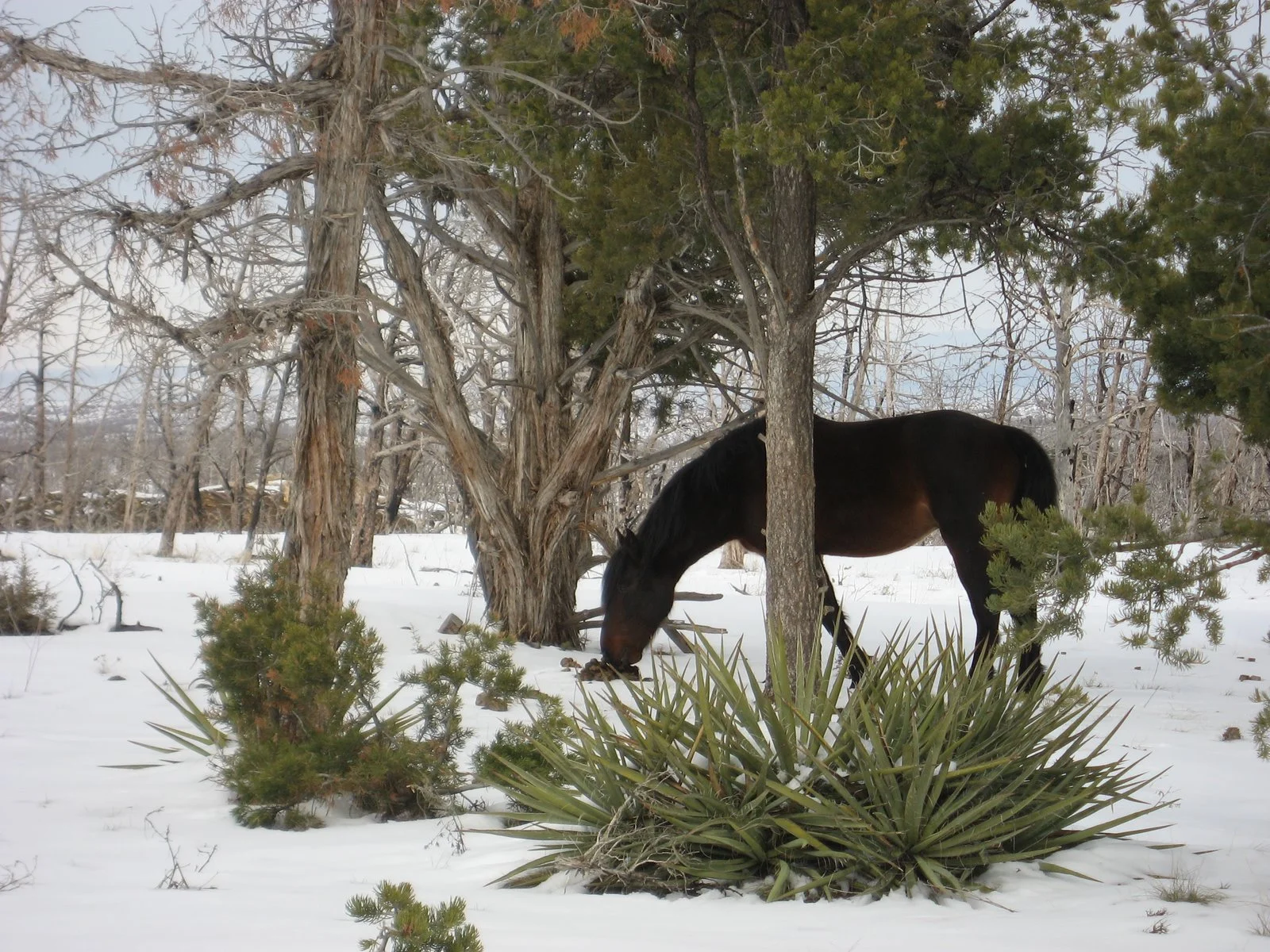 Animals in the Wild!