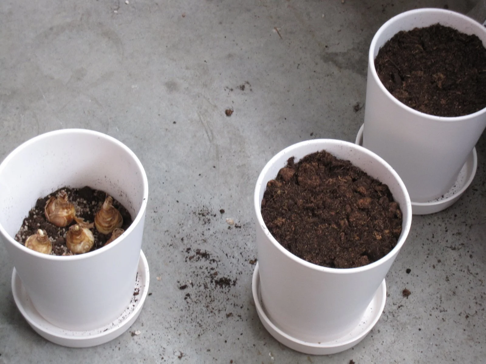 Planting and crossing my fingers