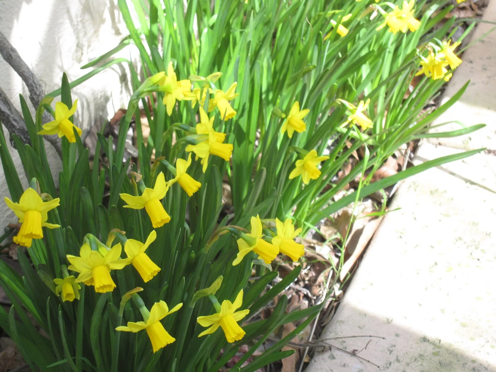 Springtime in San Diego