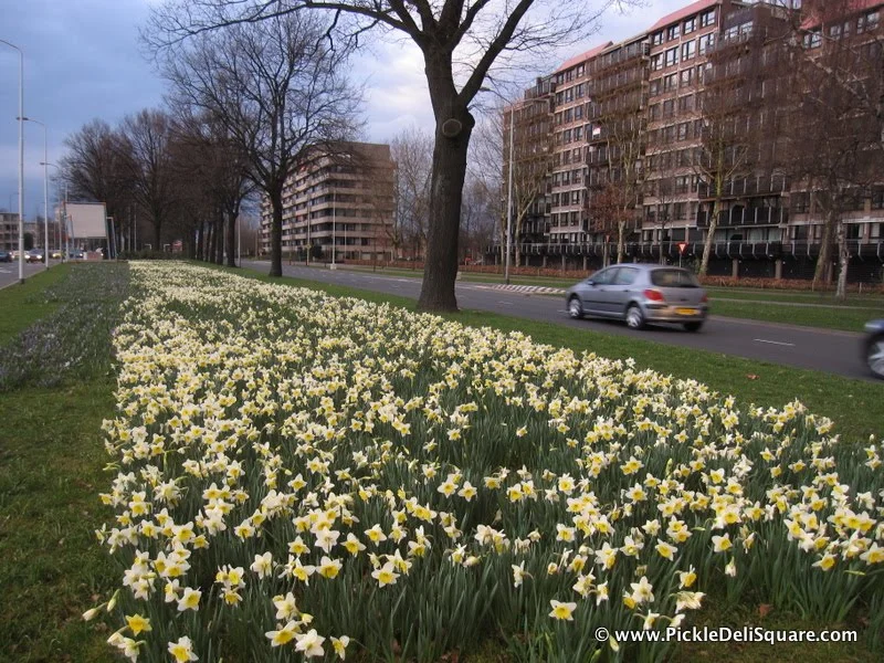 Spring Has Come to Eindhoven