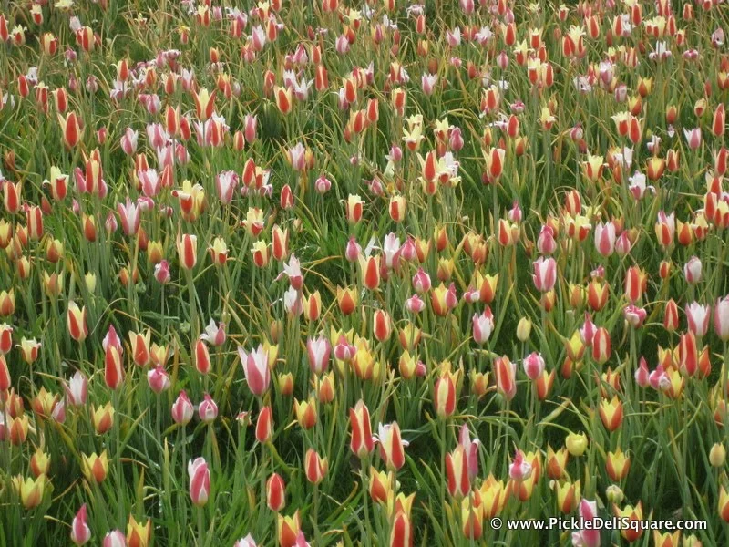 Spring Flowers part II