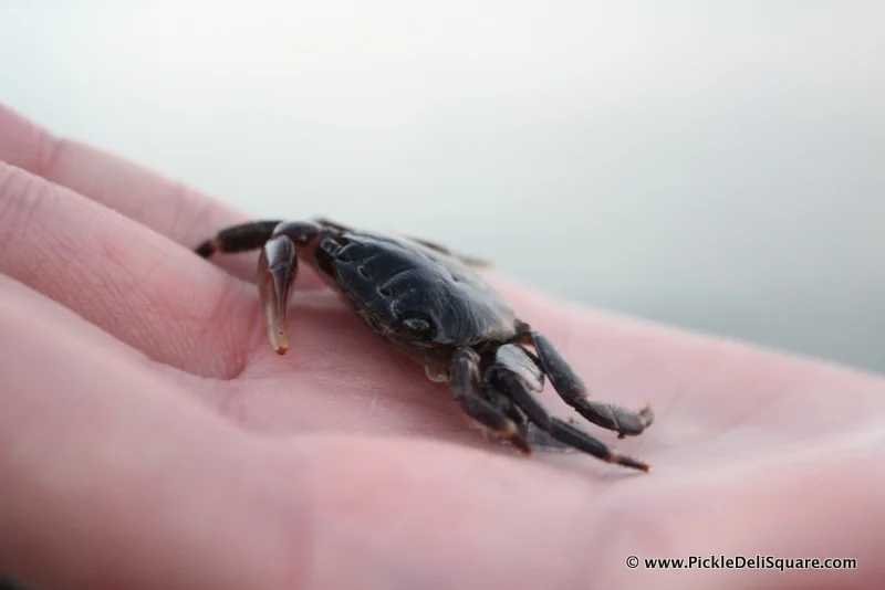 Foraging at sea