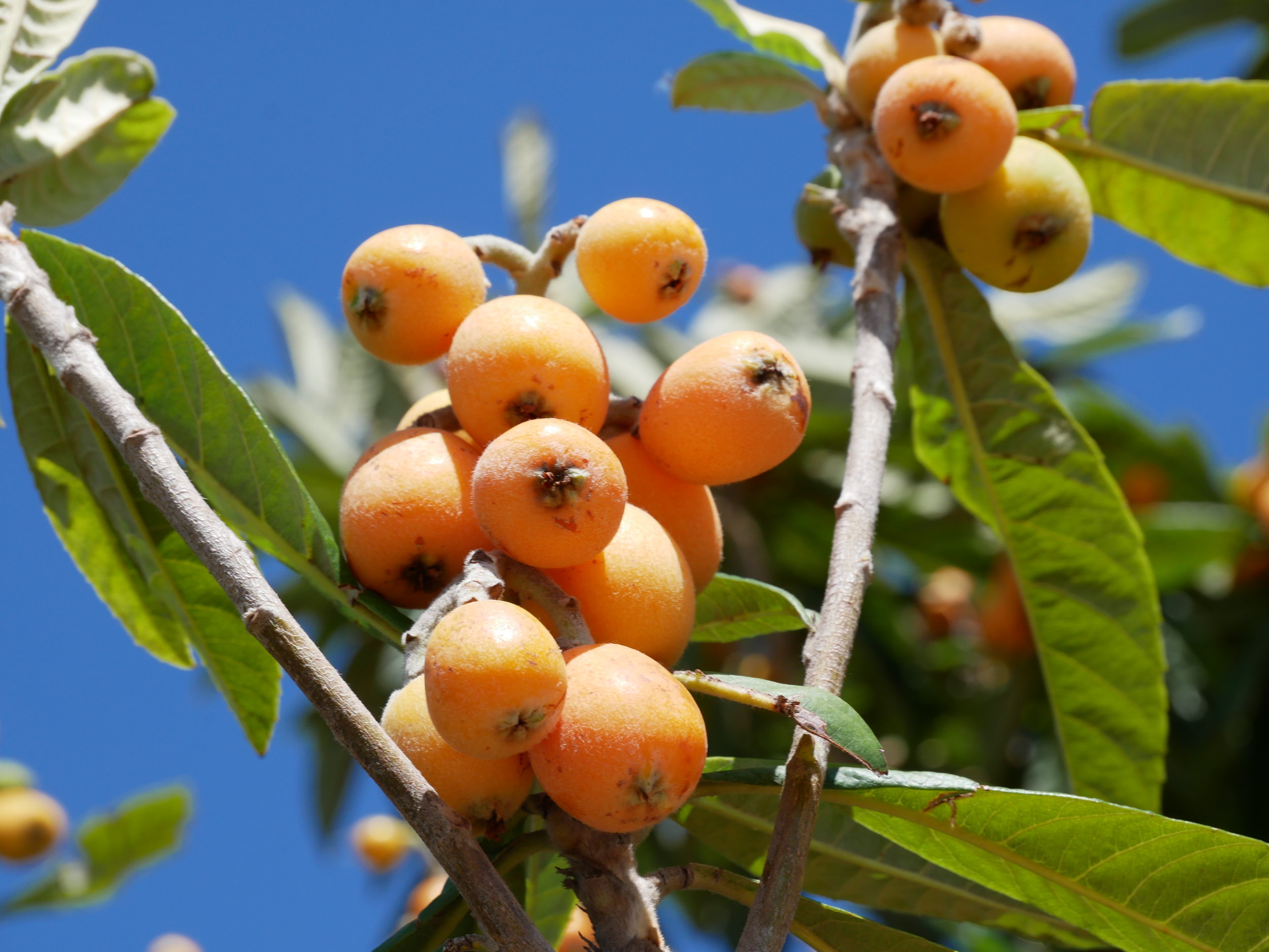How to harvest loquats