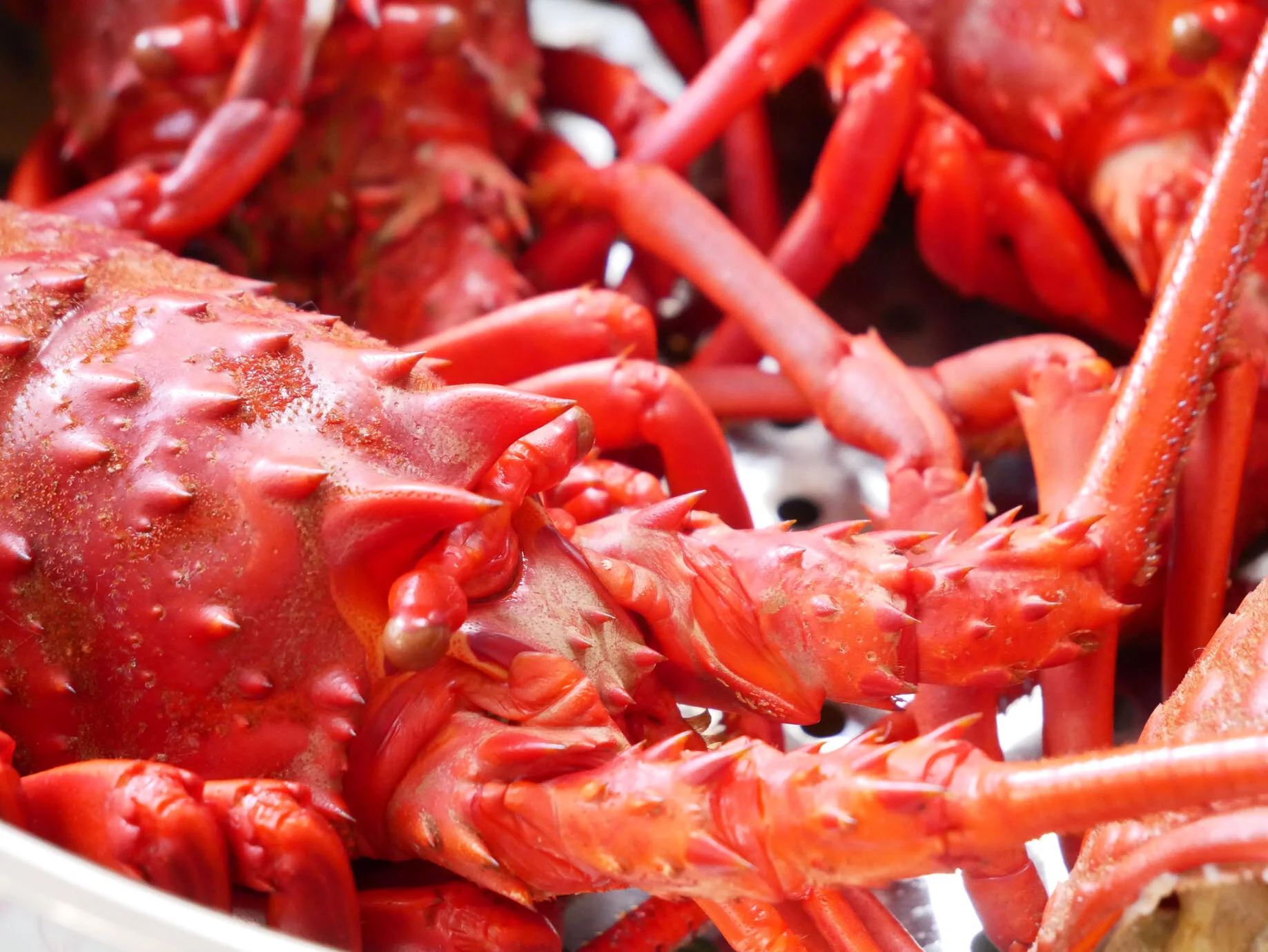 Local California Spiny Lobsters!