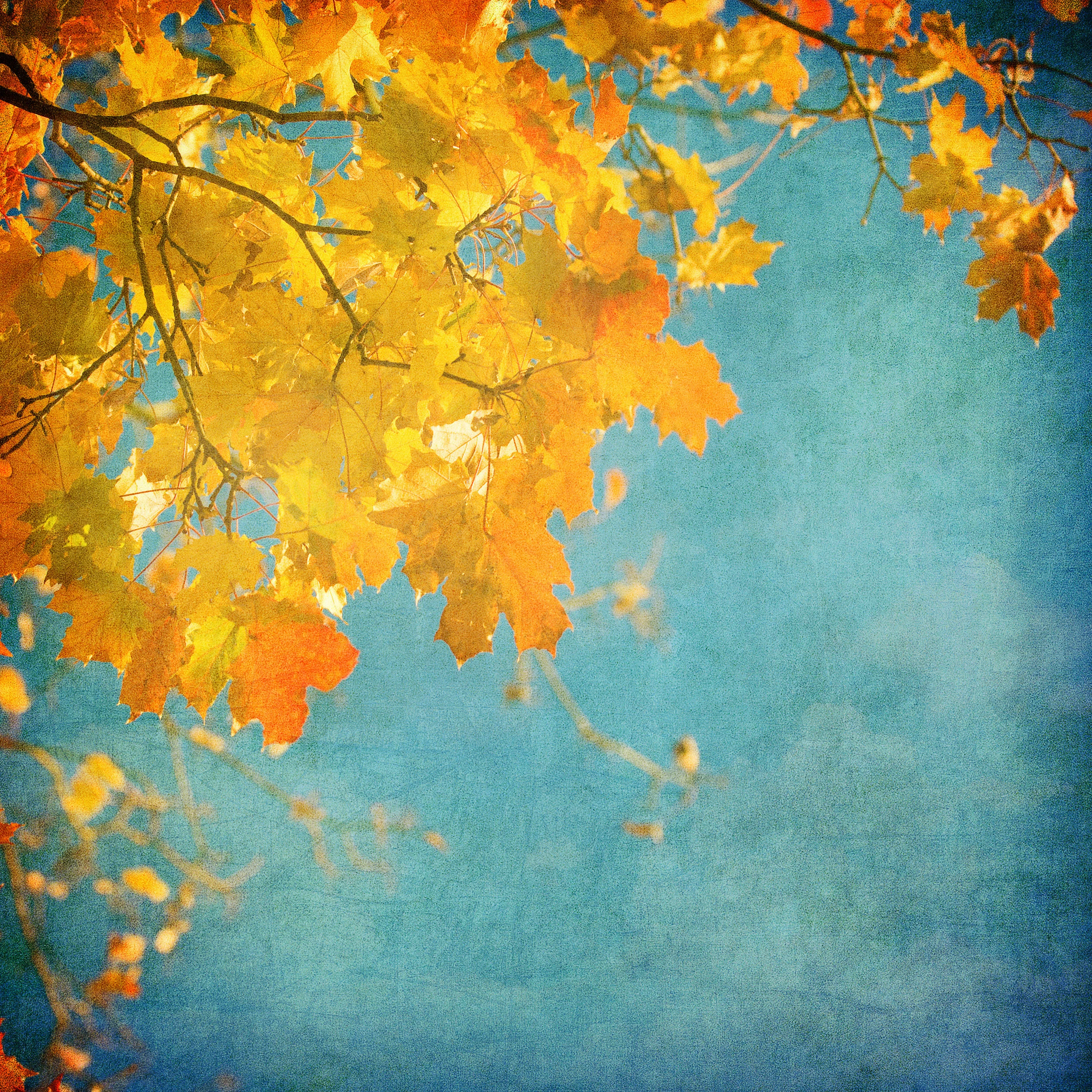 Hoping for an Indian summer?