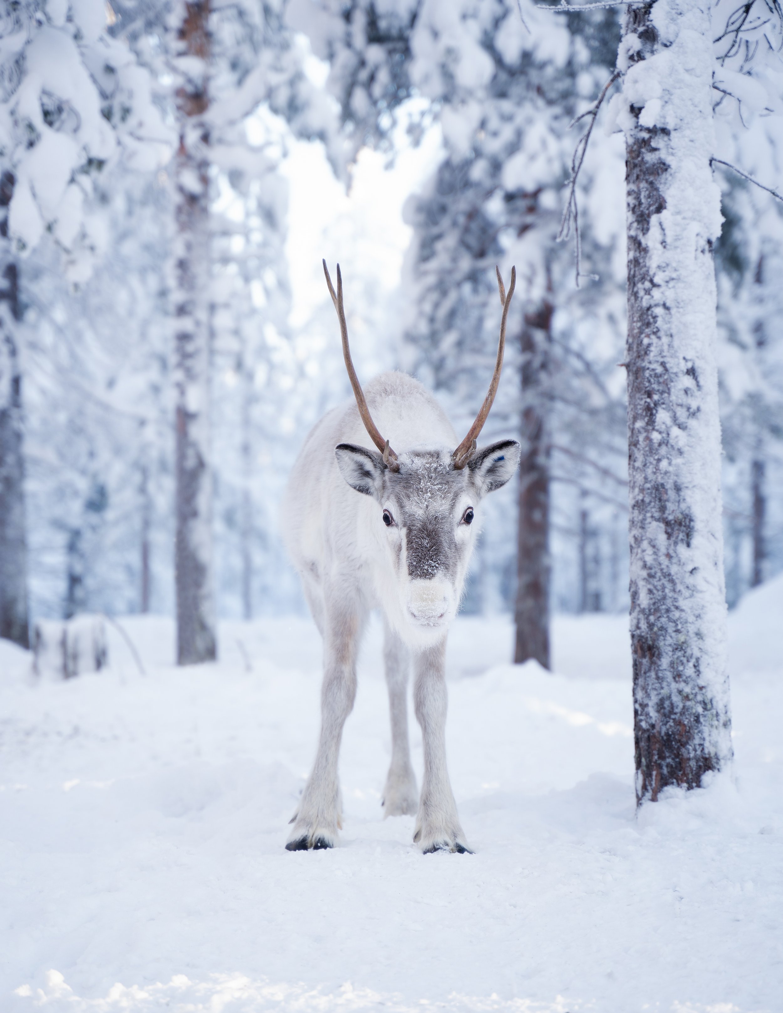 Reindeer-3.jpg
