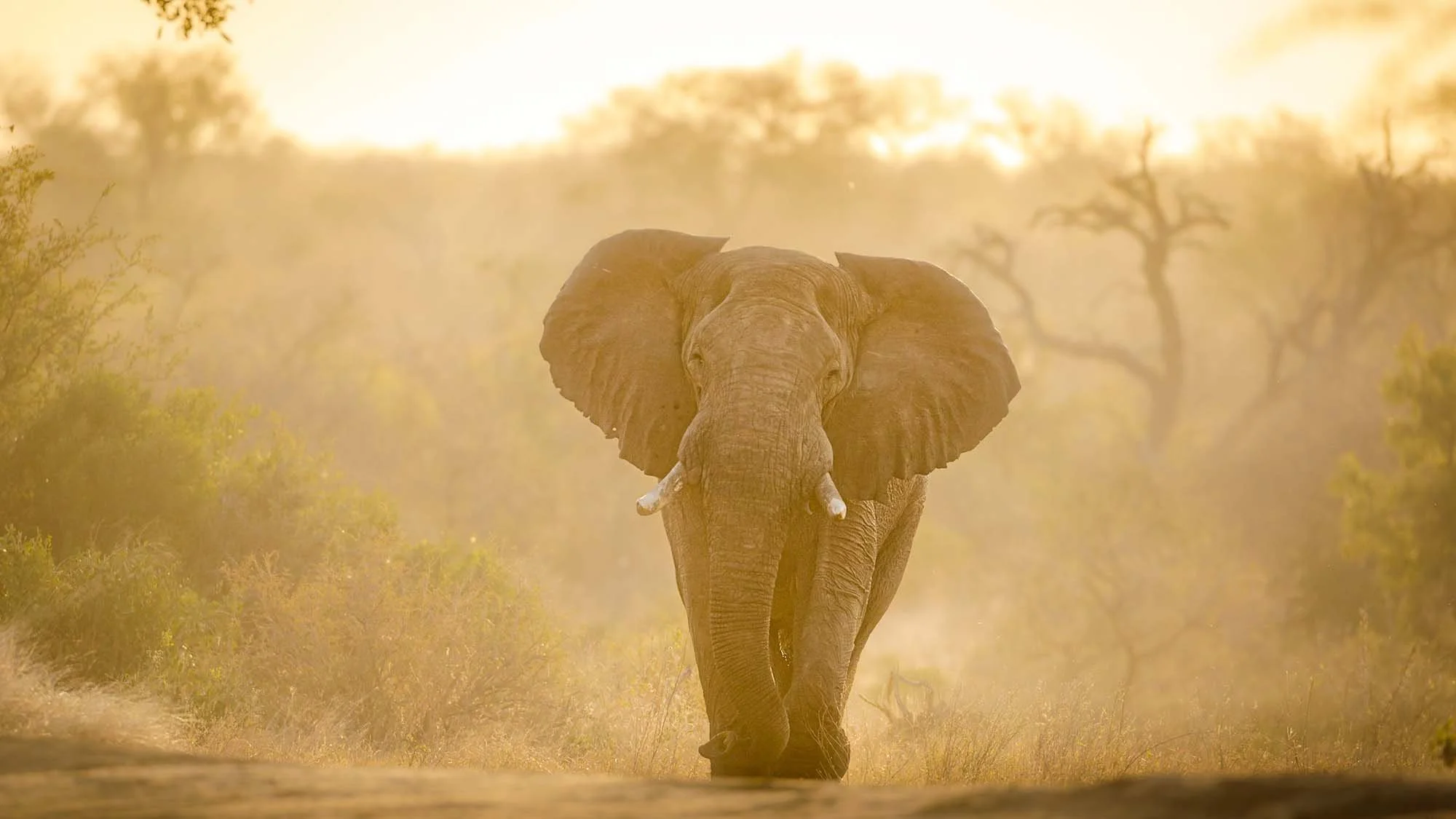 Tanda-Tula-Website-Images-2025_04-big-game_003.jpg