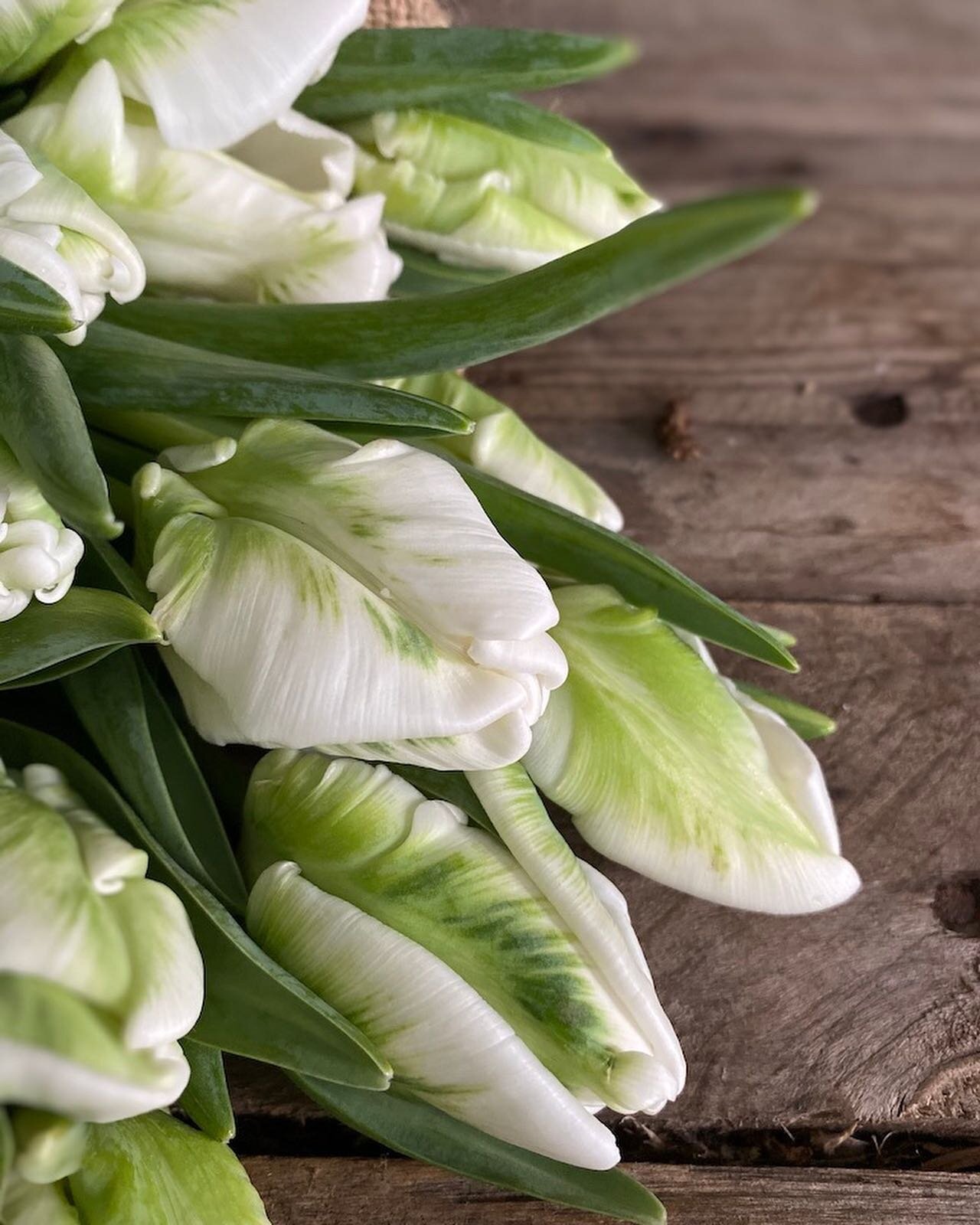 Double parrot tulips are my absolute fave. Fluffy, characterful and super beautiful. We have lots of wraps of these gorgeous flowers over in the Mothers Day shop (link in bio) Available for collection or delivery this Mothers Day.