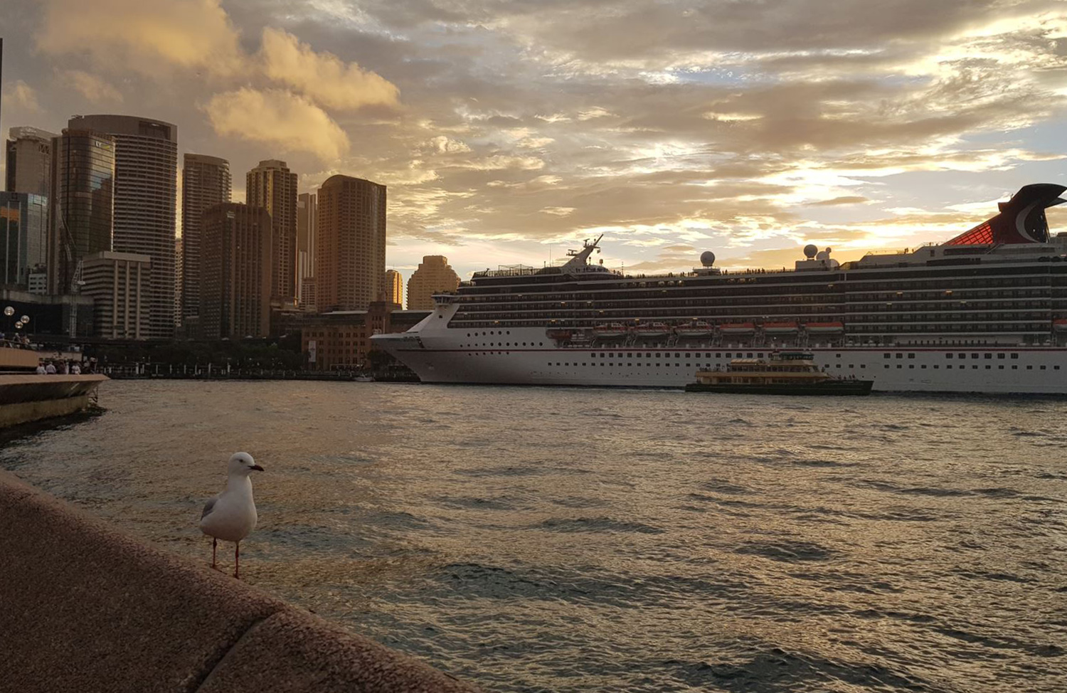 seagull sydney harbour.jpeg