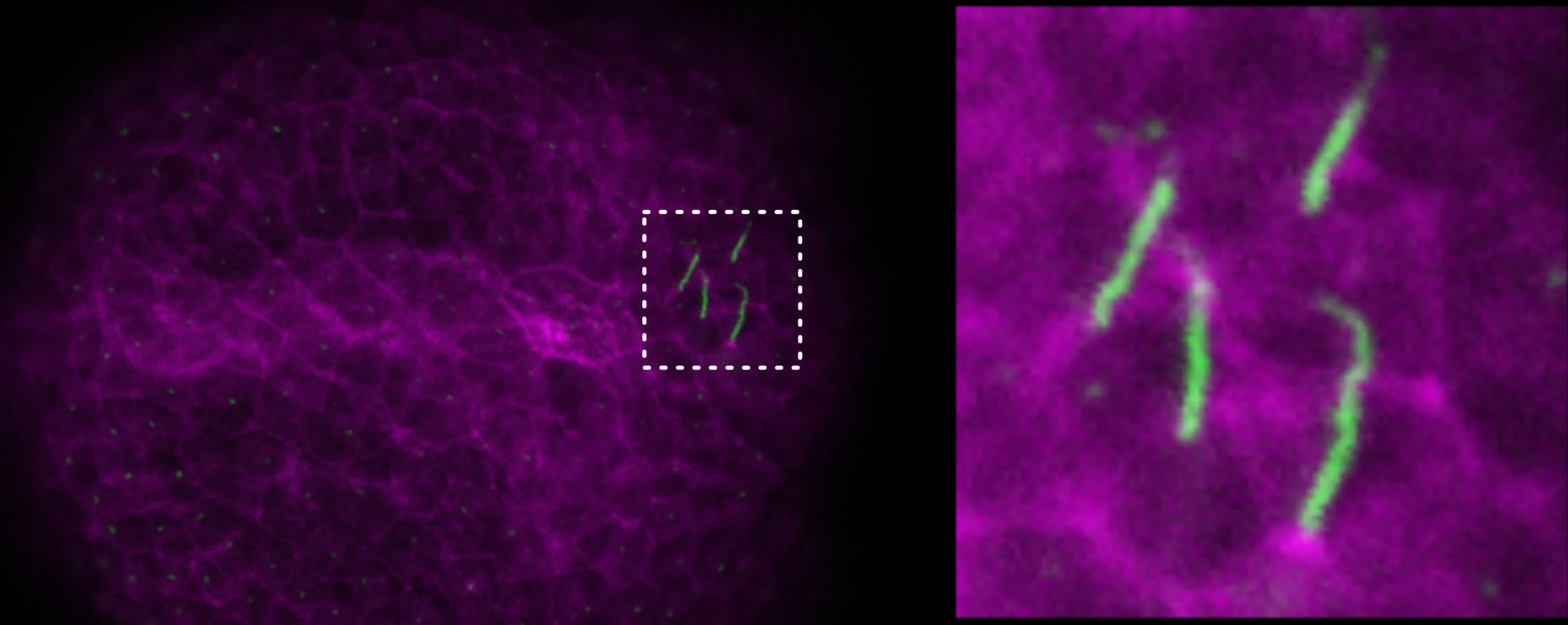 Molgula occulta non-swimming larva stained with phallodin conjugate (magenta) and anti-acetylated tubulin antibody (green), revealing only 4 ciliated caudal epidermal sensory neurons at the vestigial tail tip (inset).