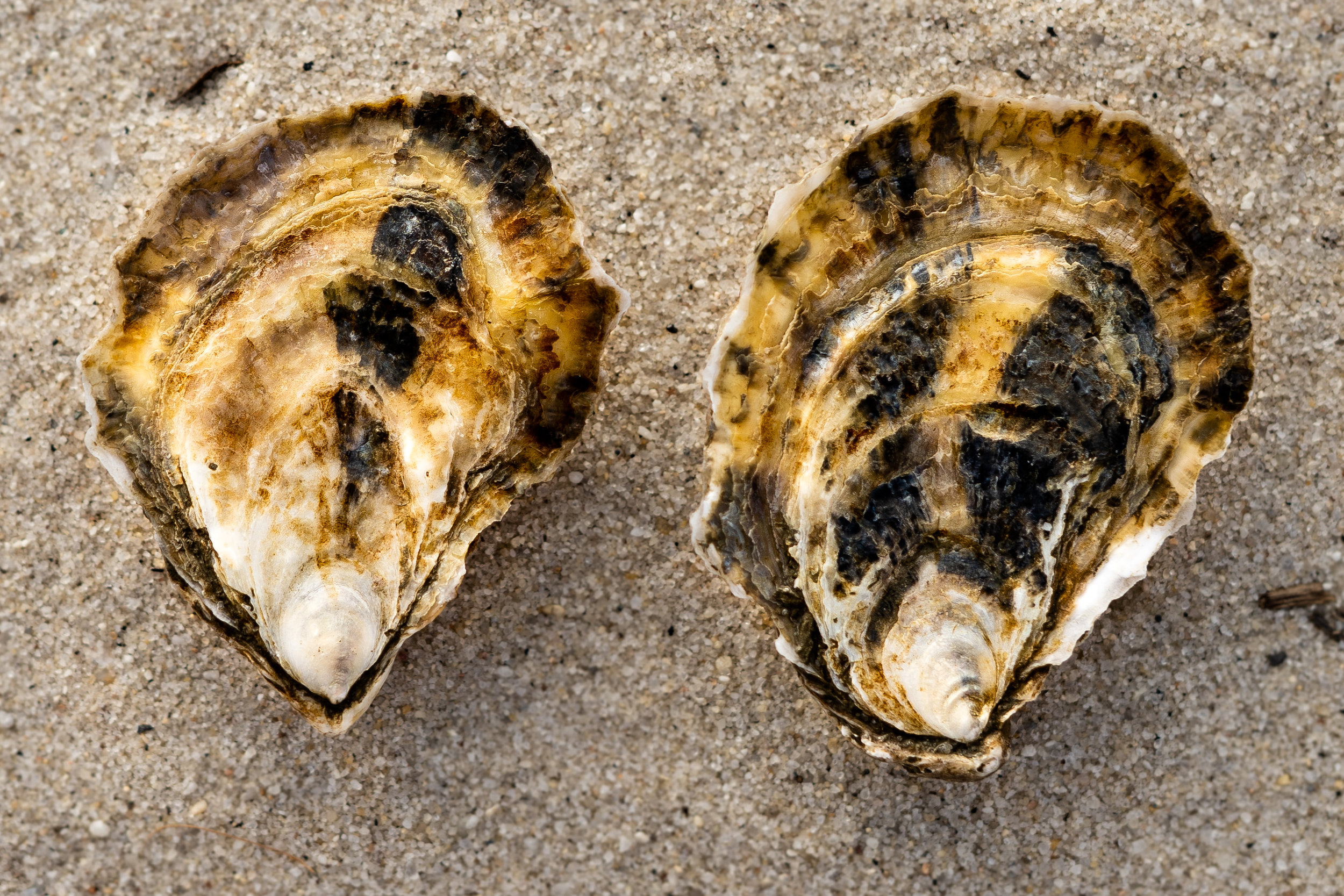 oysters.jpg